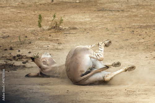 Obraz na płótnie donkey wallowing