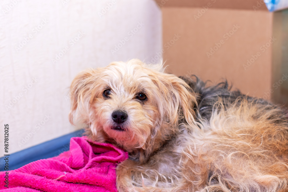 A small brown and white dog is comfortably laying on a pink towel A small brown and white dog is comfortably laying on a pink towel