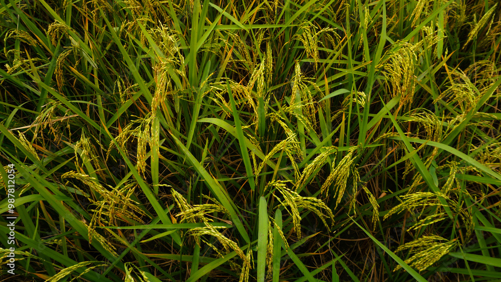 Golden rice fields. Closeup photo of ripe paddy field. Vast paddy fields in Bengal. Ripe paddy fields take on a golden hue. Paddy is paddy. Rice is the staple food of Bangladesh. Golden rice fields. Closeup photo of ripe paddy field. Vast paddy fields in Bengal. Ripe paddy fields take on a golden hue. Paddy is paddy. Rice is the staple food of Bangladesh.