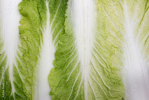 Chinese Cabbage (Brassica rapa var. pekinensis). Also known as napa, napa cabbage, pe-tsai, wong-bok, chihli. This is a vegetable of major importance in China, Korea, Taiwan. photo