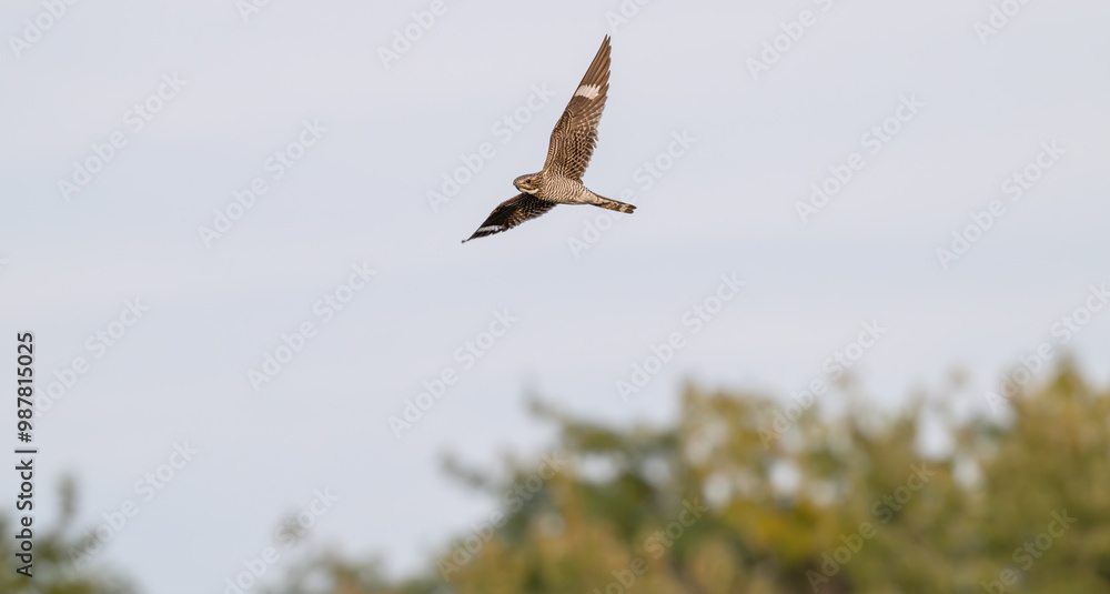 Obraz premium Common nighthawk in flight.