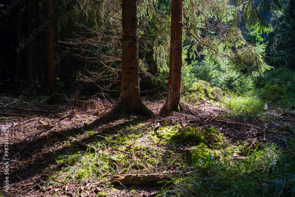 Naklejka premium A dense forest and soft grassy meadow create a vibrant natural oasis, teeming with life and fresh air, serving as a rejuvenating retreat for all.