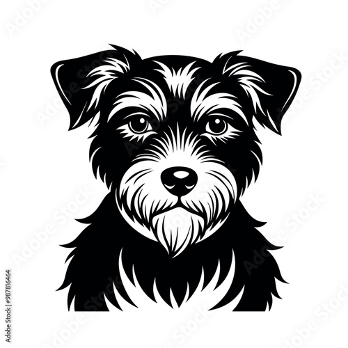 black and white dog