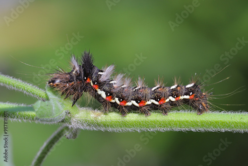 Knot-grass caterpillar, Acronicta rumicis, insect eating leaves of mint, herbs in the garden. A pest of cultivated plants. photo