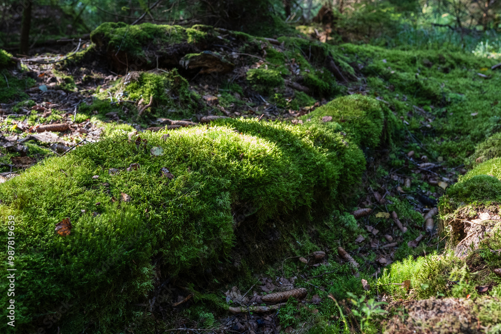 A dense forest and soft grassy meadow create a vibrant natural oasis, teeming with life and fresh air, serving as a rejuvenating retreat for all. A dense forest and soft grassy meadow create a vibrant natural oasis, teeming with life and fresh air, serving as a rejuvenating retreat for all.