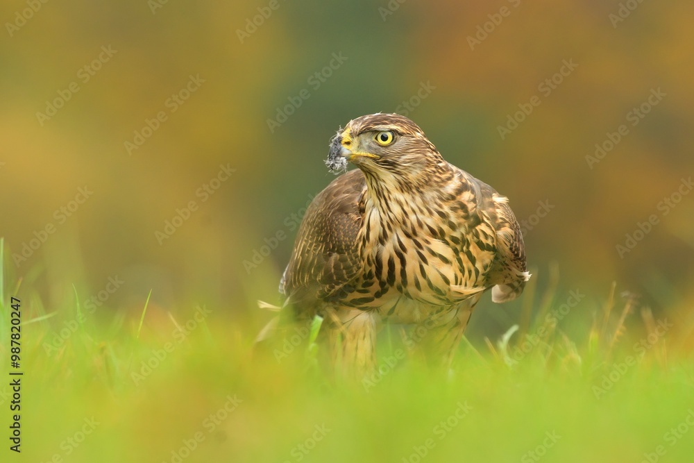 Eurasian sparrowhawk Accipiter nisus eating caught hunting bird woodpecker bird wild northern sparrowhawk wildlife prey nature predator, beautiful animal, lovely watching ornithology, Europe Eurasian sparrowhawk Accipiter nisus eating caught hunting bird woodpecker bird wild northern sparrowhawk wildlife prey nature predator, beautiful animal, lovely watching ornithology, Europe