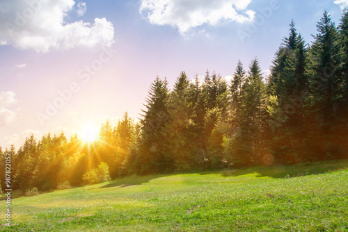 Green forest natural landscape on the mountain in summer.