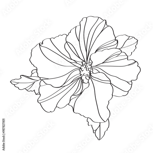 black and white line illustration of hibiscus flower on a white background