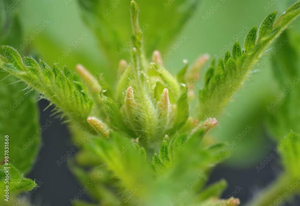 Fototapeta premium Stem tops of the stinging nettle in spring sunny morning,