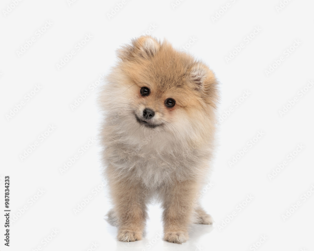 happy pomeranian spitz puppy tilting head to side and looking forward happy pomeranian spitz puppy tilting head to side and looking forward