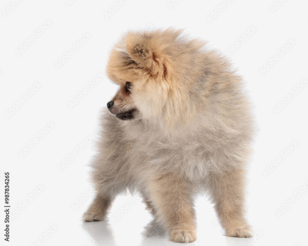 Obraz premium adorable pomeranian dog looking to side while standing