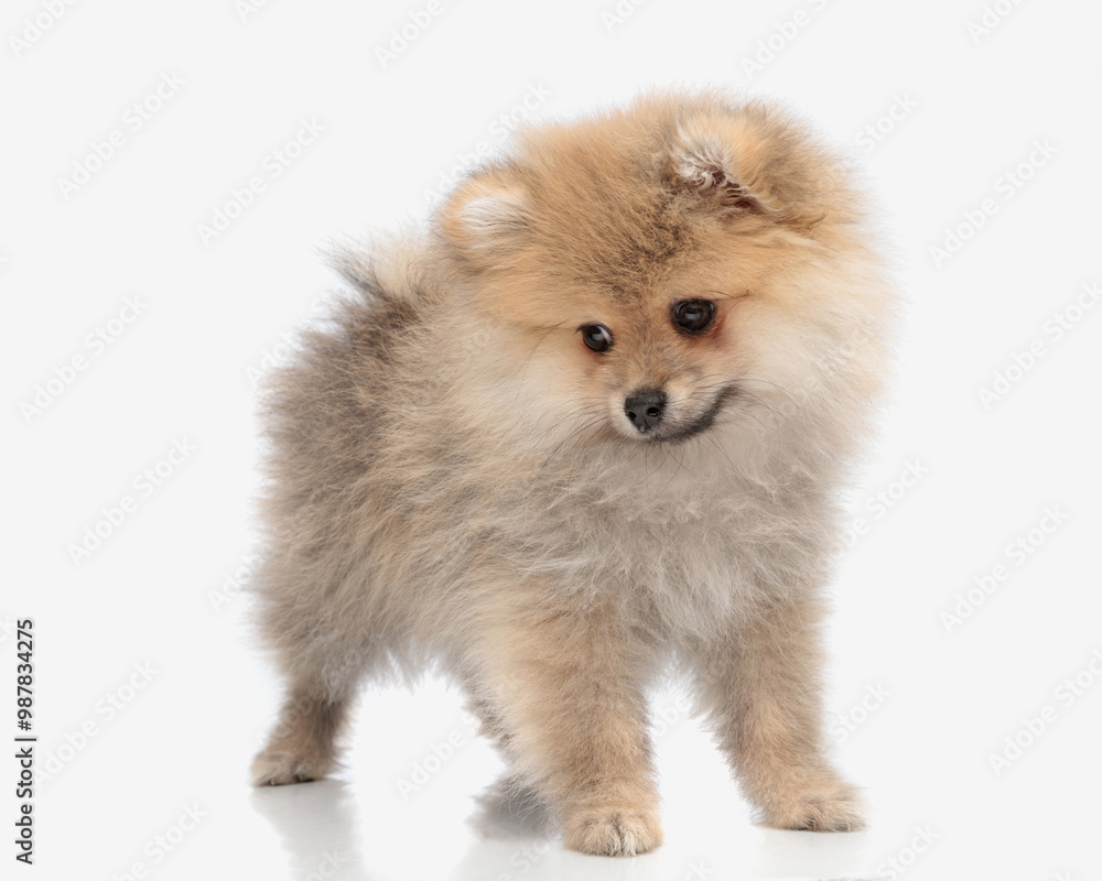 adorable little pomeranian dog looking down and searching the floor adorable little pomeranian dog looking down and searching the floor