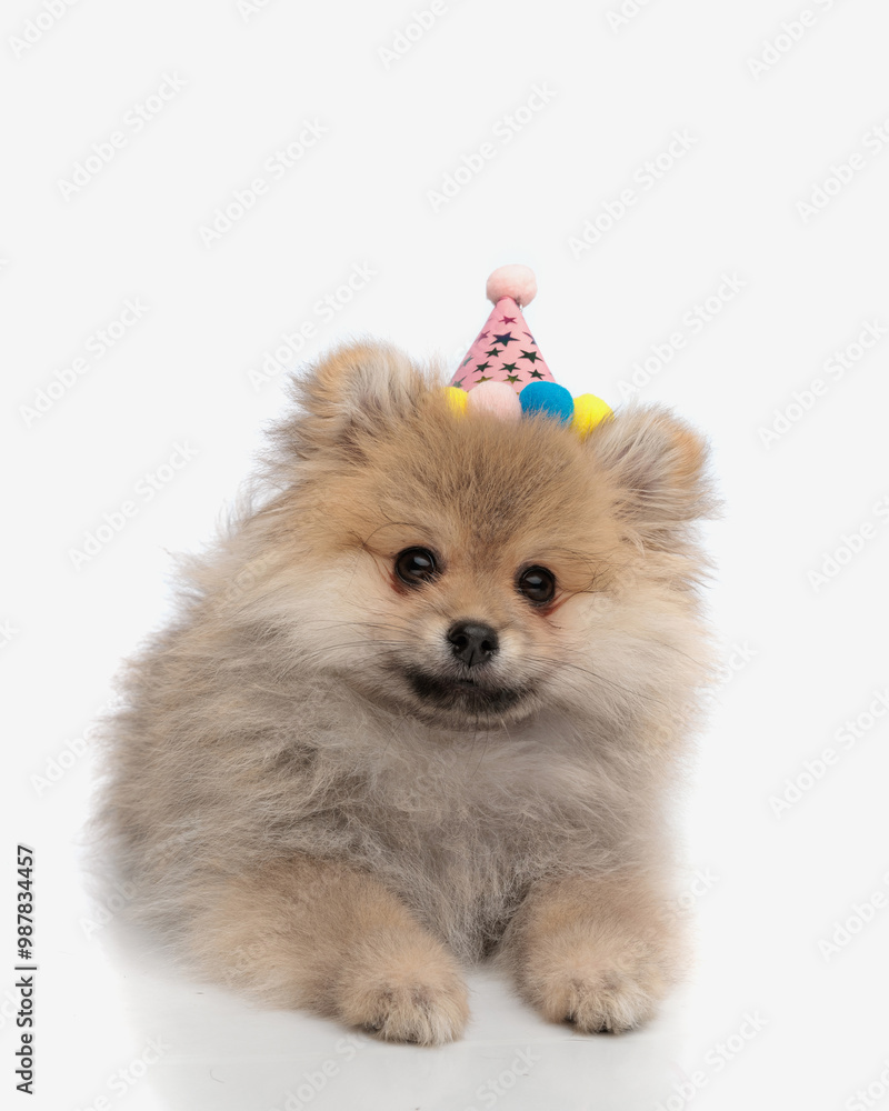 sweet little pomeranian puppy wearing party hat with tassels sweet little pomeranian puppy wearing party hat with tassels
