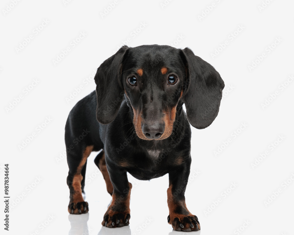 adorable little teckel dachshund puppy looking at camera and walking adorable little teckel dachshund puppy looking at camera and walking