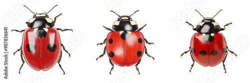 Realistic ladybug isolated on a transparent background