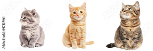 Three adorable cats sitting on a transparent background