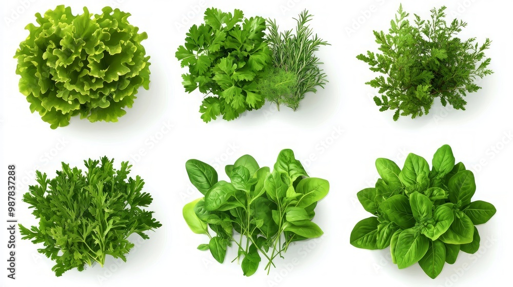 Vegetables, kitchen herb garden, 3d realistic vector set. Cilantro, lettuce, mint, rosemary, dill, basil, arugula, spinach Vegetables, kitchen herb garden, 3d realistic vector set. Cilantro, lettuce, mint, rosemary, dill, basil, arugula, spinach