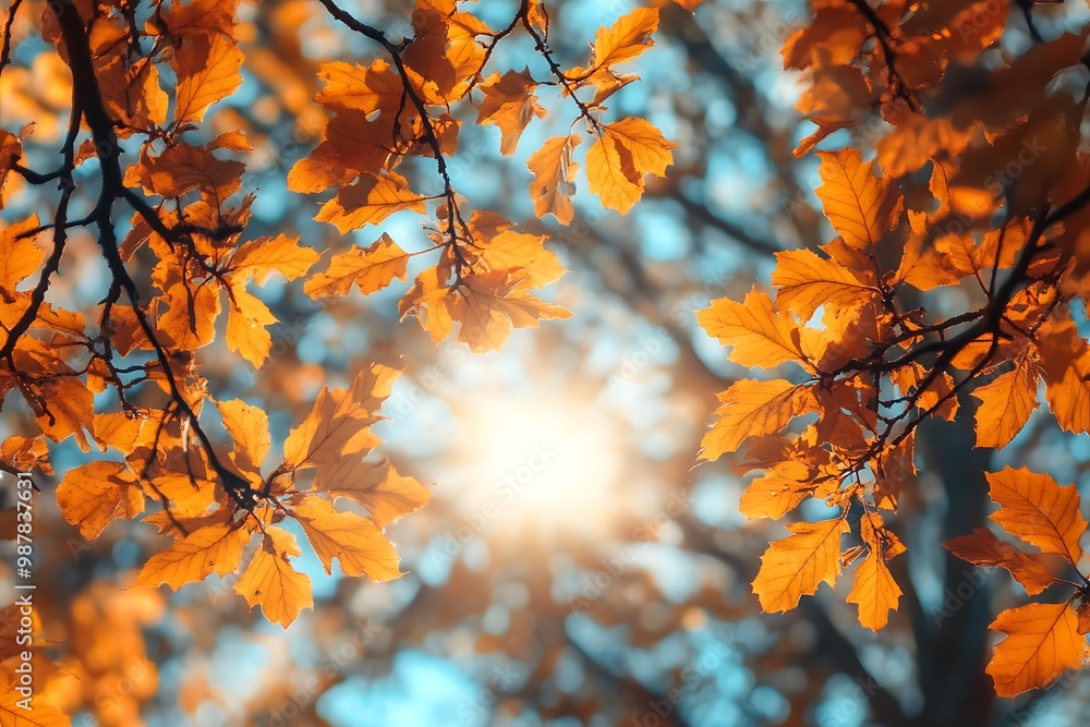 Sun shining through autumn leaves. Warm autumn day with golden fall foliage. Nature background. Sun shining through autumn leaves. Warm autumn day with golden fall foliage. Nature background.