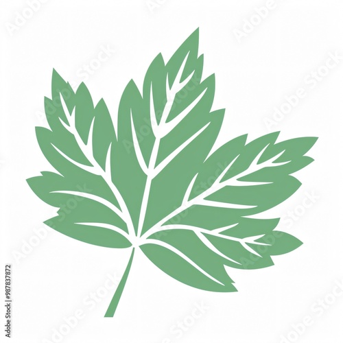 Single Green Leaf with Veins.