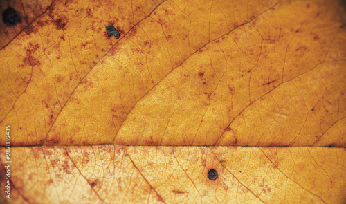 A close-up macro shot of an autumn leaf, showcasing its intricate vein structure and textured surface. The leaf's vibrant yellow and orange hues with subtle brown spots reflect the natural aging proce