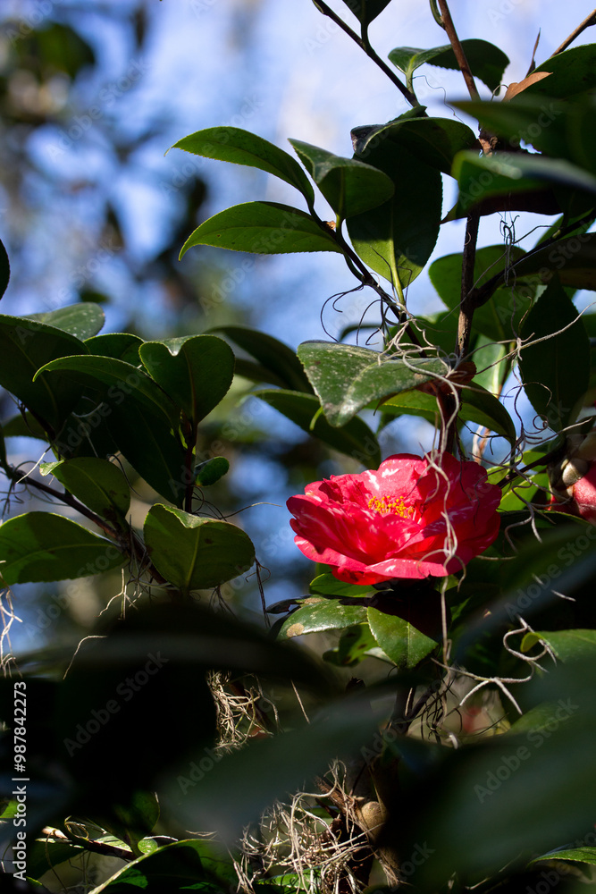 custom made wallpaper toronto digitalRed Camellia with Green Leaves with Blue Sky in Background
