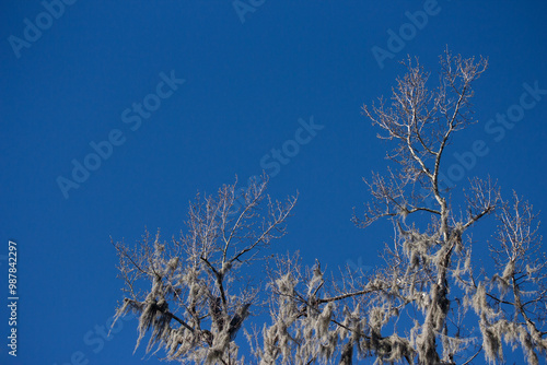 Bare Branches with Spanish Moss Against Blue Sky