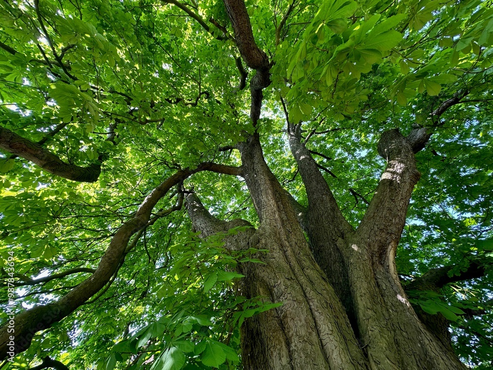 Fototapeta premium Beautiful chestnut tree with lush green leaves growing in botanical garden, low angle view