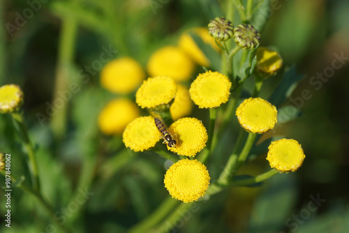 Hoverfly Globetail (Sphaerophoria) family Syrphidae on flowers of Tansy (Tanacetum vulgare). Family Asteraceae. Late summer, September, Netherlands photo