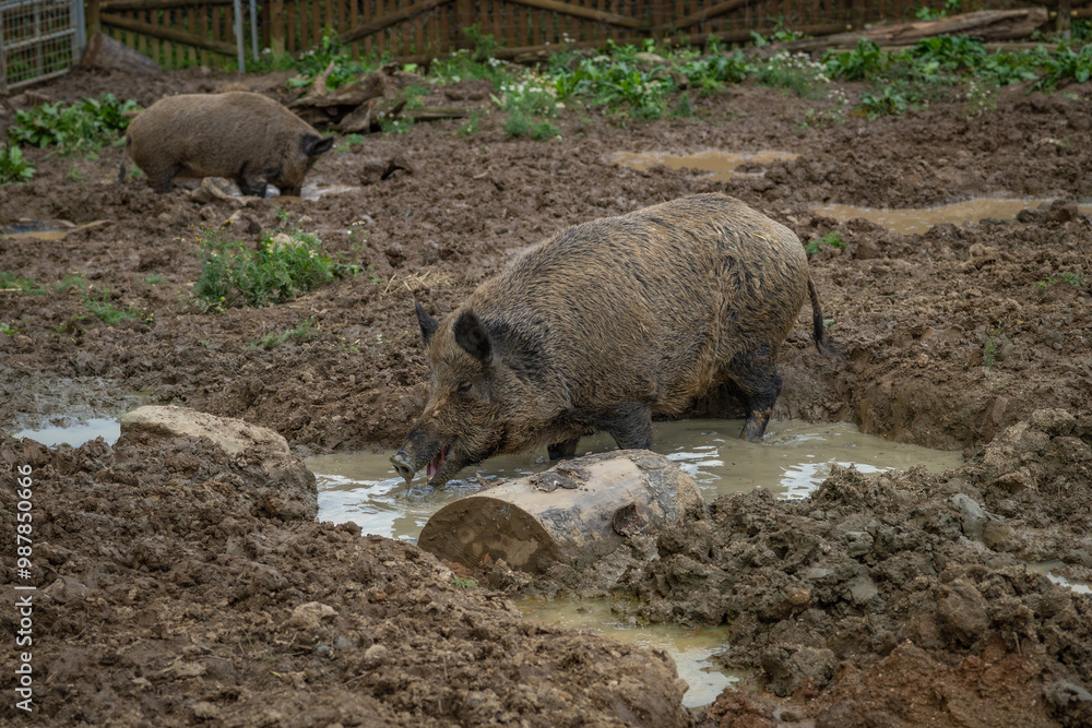 Dirty wild pig animal in wet mud in summer cloudy day Dirty wild pig animal in wet mud in summer cloudy day