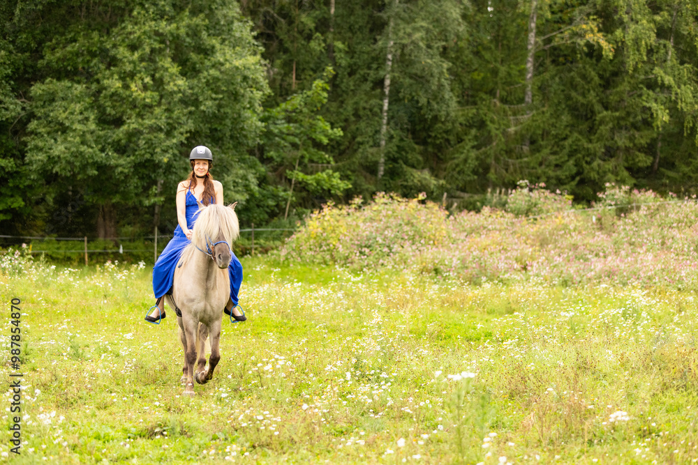 Fototapeta premium Lady in blue dress riding on Icelandic horse in tall hay. Rider is wearing helmet.