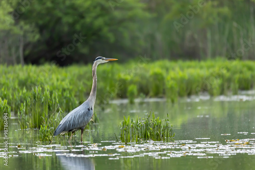 Great Blue Heron in the Water