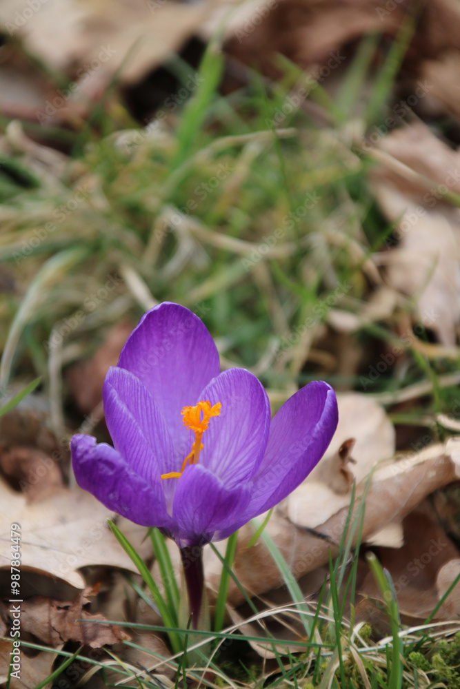 Fototapeta premium A purple crocus flower