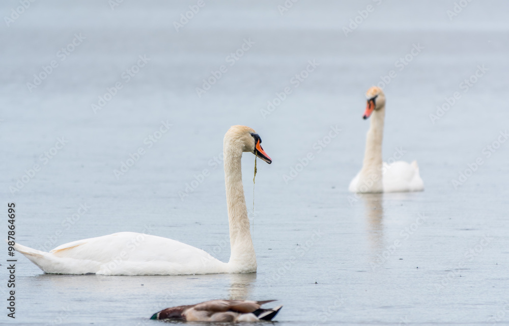 Fototapeta premium Two Graceful white Swans swimming in the lake, swans in the wild