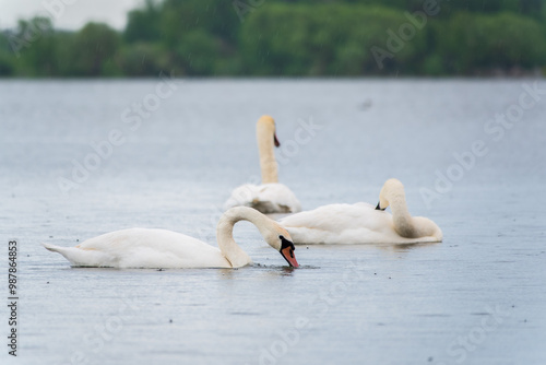 Three graceful white swans swims in the lake, swans in the wild.