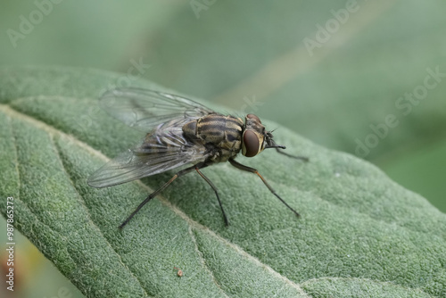 Closeup on a bloood-sucking stable, barn or biting house fly, Stomoxys calcitrans, a worldwide active fly feeding on cattle, dogs and even humans