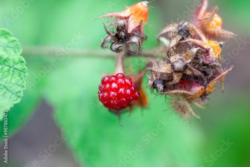 Fruit of a loganberry, Rubus loganobaccus photo