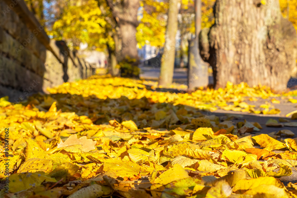 Autumn leaves on sidewalk