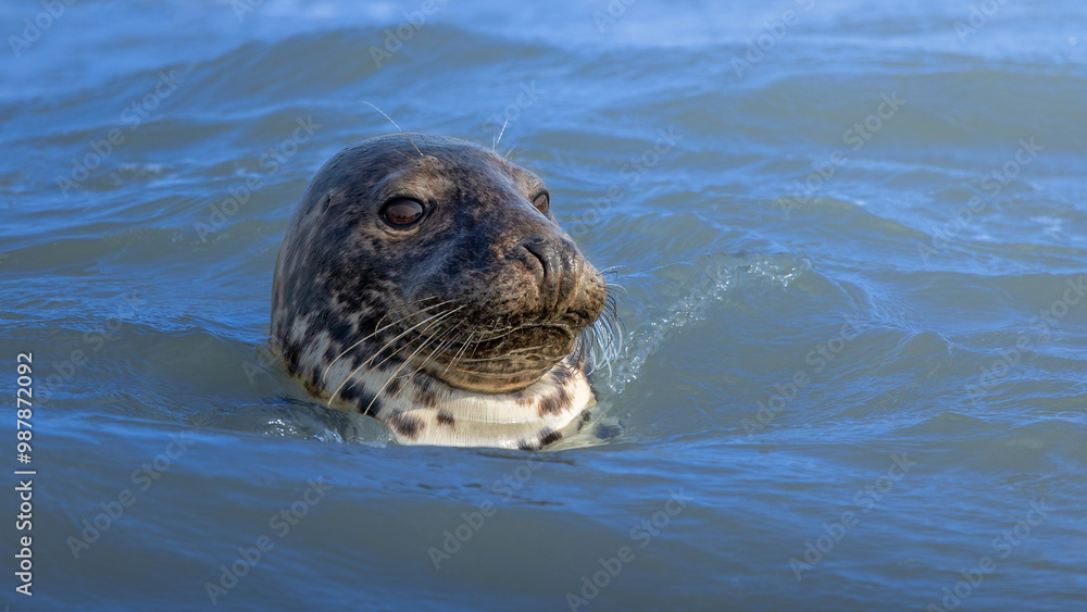 Obraz premium Grey Seal looking out from the sea