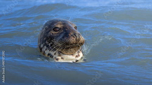 Grey Seal looking out from the sea