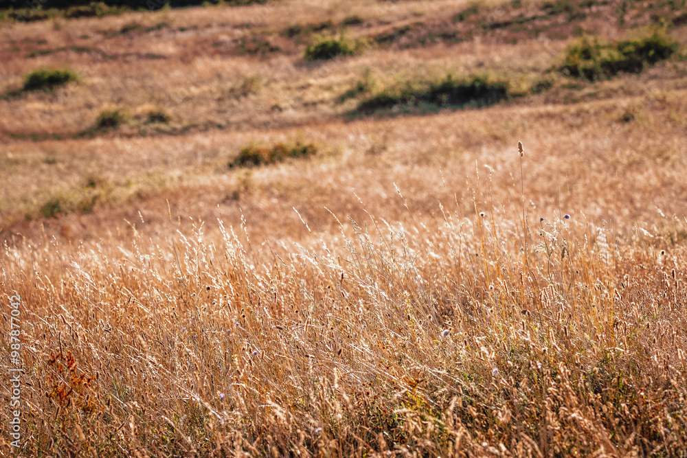 Fototapeta premium prairie sèche