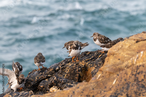 Turnstones, wading birds resting on the edge of cliffs when the sea tide rises photo