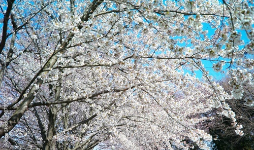 Wallpaper Mural cherry blossom in spring time Torontodigital.ca