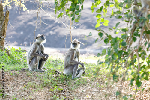 Canvas Print black faced grey langur monkey in Yala National Park, Sri Lanka