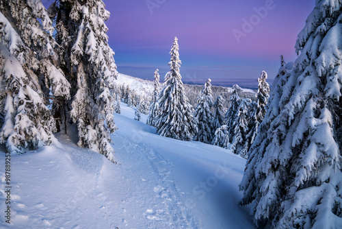 Snow-covered forest path at dusk