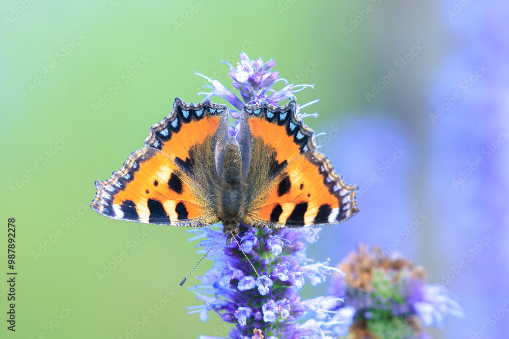 Aglais urticae small tortoiseshell butterfly isolated by nature Aglais urticae small tortoiseshell butterfly isolated by nature