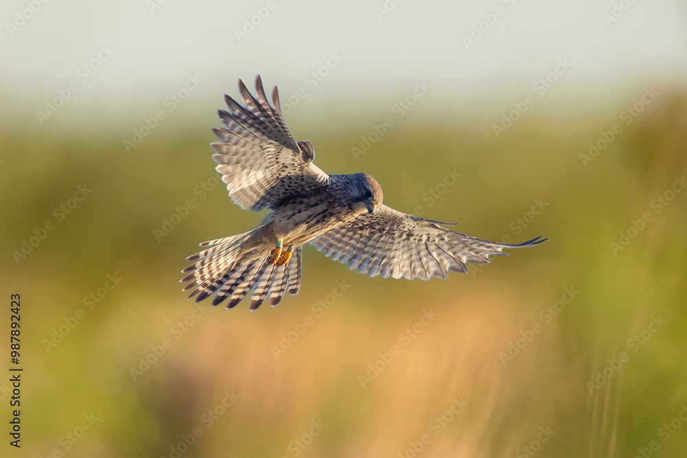 Fototapeta premium Kestrel falco tinnunculus female hunting closeup