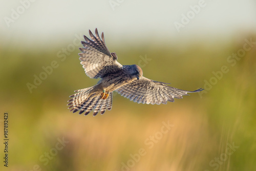 Kestrel falco tinnunculus female hunting closeup