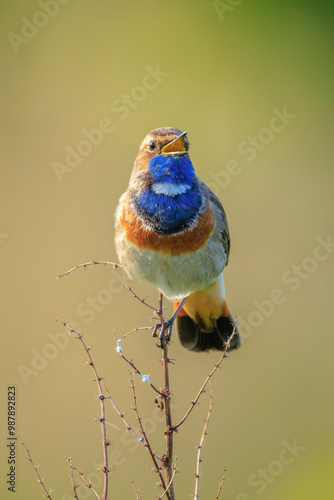 Closeup of a blue-throat male bird Luscinia svecica cyanecula singing photo