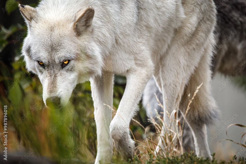 Stalking wolf with intense gaze Stalking wolf with intense gaze