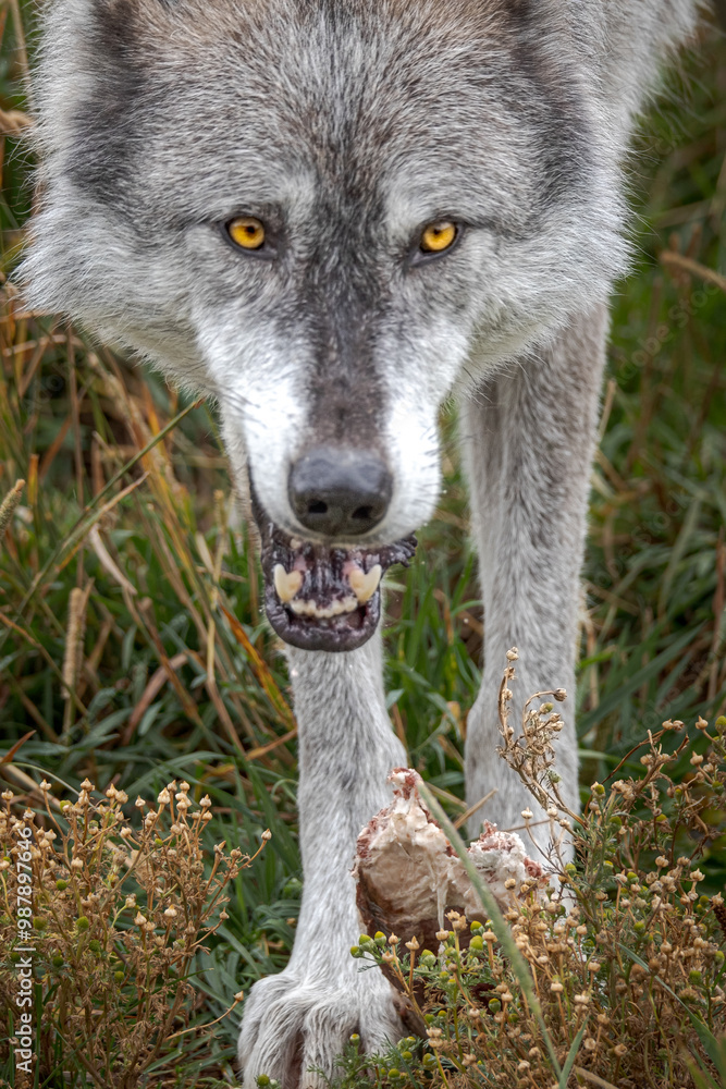 Timber wolf on the hunt Timber wolf on the hunt